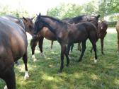 L ELEVAGE DE BATILLY avec DALLAS VEGAS BATILLY et D YQUEM BATILLY sera &agrave; Cabourg au championnat des foals Bois Margot